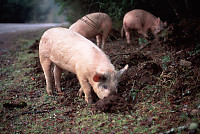 Pigs Rooting Beside Road