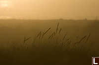 Beach Grasses At Sunset