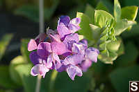 Beach Pea Flowers