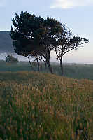 Beach Side Shore Pines