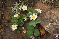 Coastal Strawberry