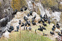 Cormorants Hanging Out