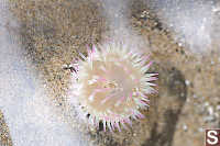 Lone Aggregating Anemone