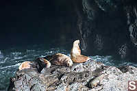 Sea Lions On Island