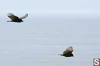 Turkey Vultures Flying By