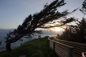 Wind Blown Tree