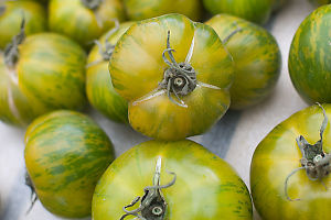 Green Yellow Tomatoes