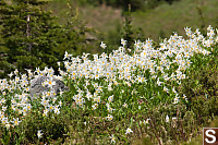 Patch Of Avalanche Lilies