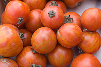 Red Orange Tomatoes