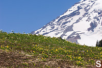 Ridge Covered In Flowers