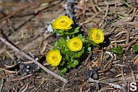 Snowpatch Buttercup