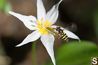 Western Sand Wasp