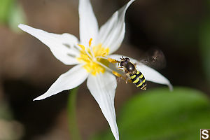 Western Sand Wasp