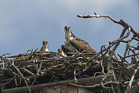 Curious Osprey Family