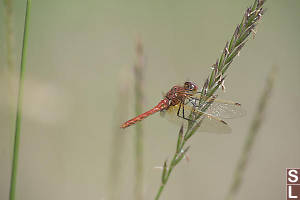 Red-veined Meadowhawkff On Grass