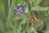 European Skipper