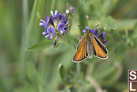 European Skipper