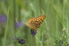 Mormon Fritillary On Alfalfa