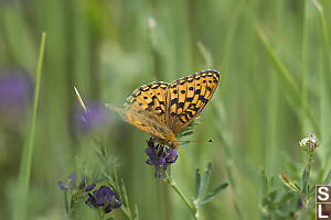 Mormon Fritillary On Alfalfa