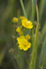 graceful cinquefoil