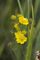 Graceful Cinquefoil