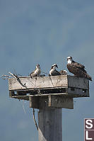 Osprey Family On Nest