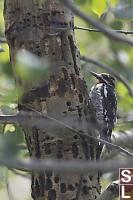 Red-Naped Sapsucker