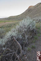 Sagebrush At Lac Du Bois