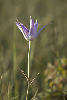 Sagebrush Mariposa Lily