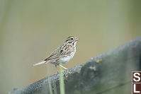 Savannah Sparrow On Fence Rail