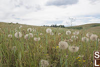 Yellow Salsify Field