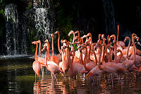 Caribbean Flamingos