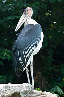 Marabou Stork