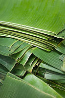 Stacks Of Banana Leaves For Sale