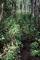 Flooded Trail