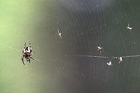 Orb Weaver Spider With Four Flies