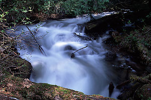 Silverdaisy Creek