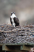 Juvenile Osprey On Nest Platform