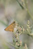 spear saltweed, common orache