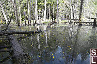 Bladderwort Interupting Reflection