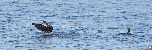 Cormorants Just Off Shore