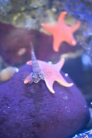 Sculpin With Sea Stars