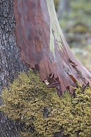 Three Stages Of Arbutus Bark