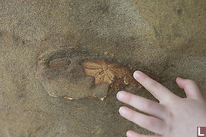 Fossil Still In The Rock