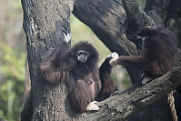 Lar Gibbon Sharing Butterfly