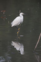 Little Egret With Feet Out Of The Water