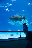 Nara With Giant Grouper