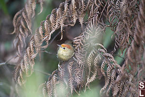 Rufous Capped Babbler