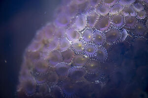 Tight Community Of Anenome