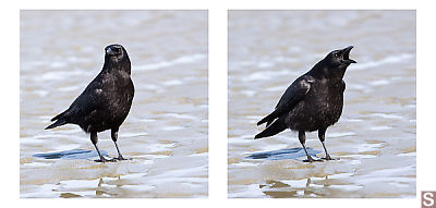 Crow Squawking